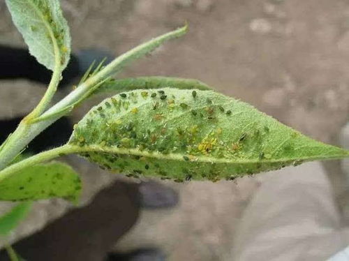 如何管理虫害防治更有效果 让果蔬种植虫害损失少的案例分享