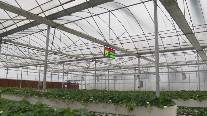 寒潮来袭，金山各种植合作社全力做好果蔬御寒保供工作