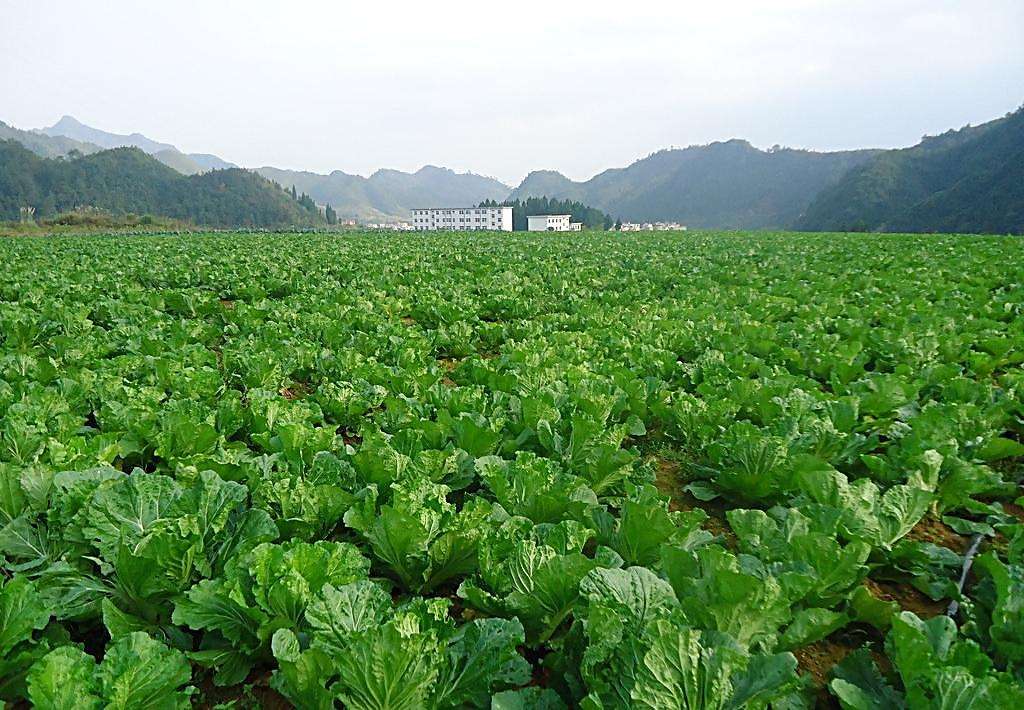 洪南村 有机果蔬种植铺就脱贫致富路